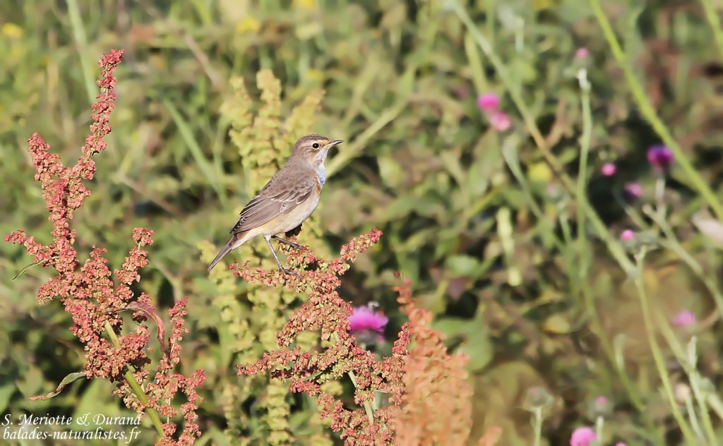 Gorgebleue à miroir magna (Arménie)