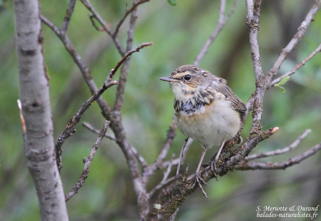 Gorgebleue à miroir svecica (Norvège)
