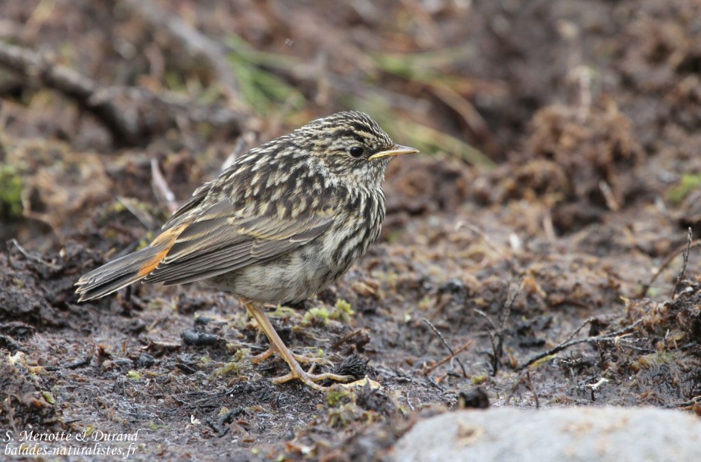 Gorgebleue à miroir svecica (Norvège)