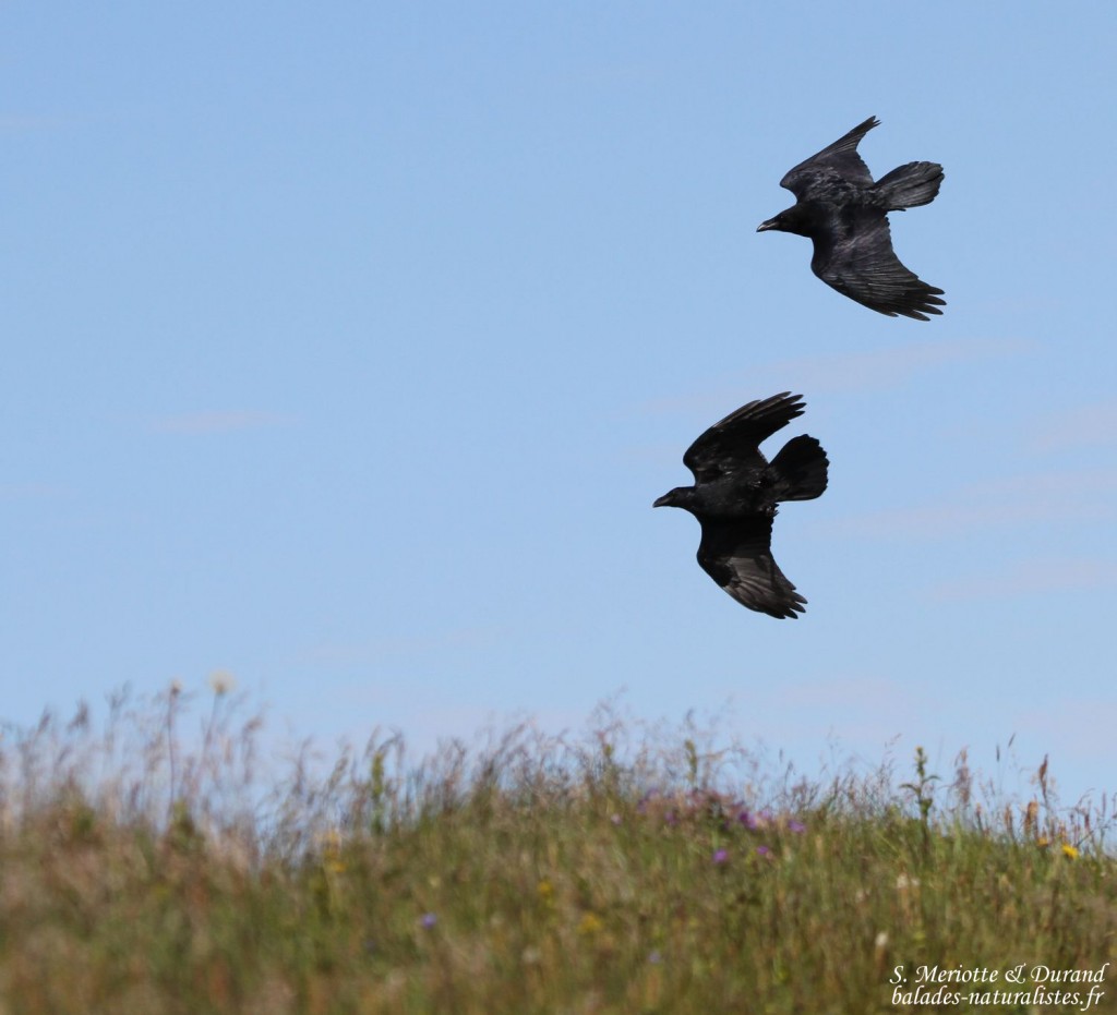 Grand corbeau (Norvège)