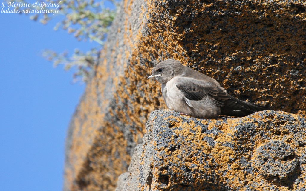 Hirondelle de rocher (Arménie)