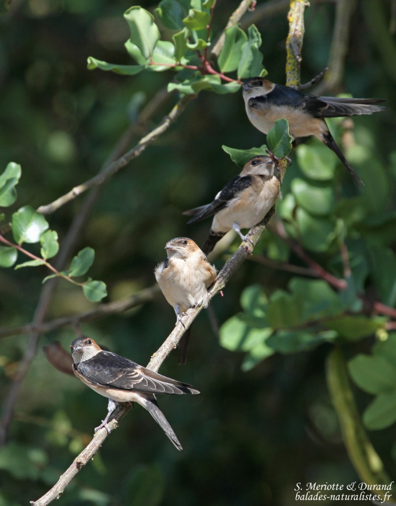 Hirondelle rousseline (Espagne)