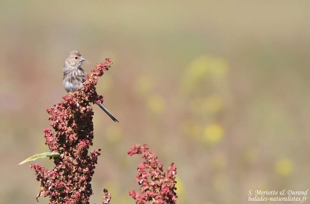 Linotte à bec jaune (Arménie)