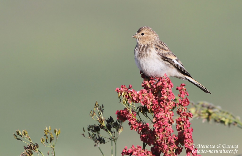 Linotte à bec jaune (Arménie)