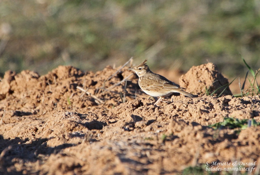 Cochevis huppé - Castelldans