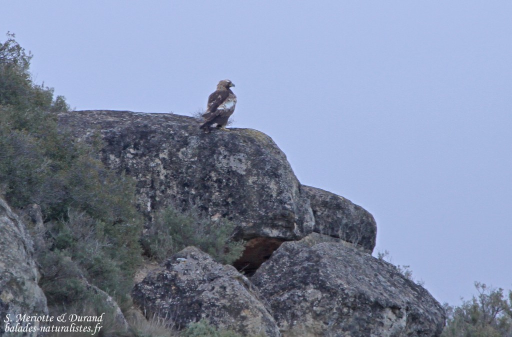 Aigle royal - Castelldans