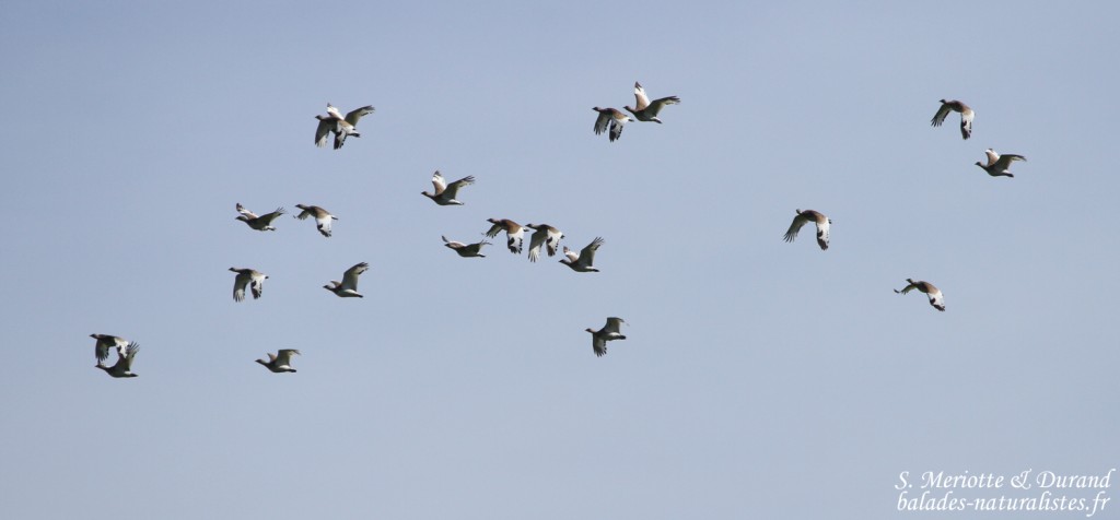Outardes canepetières