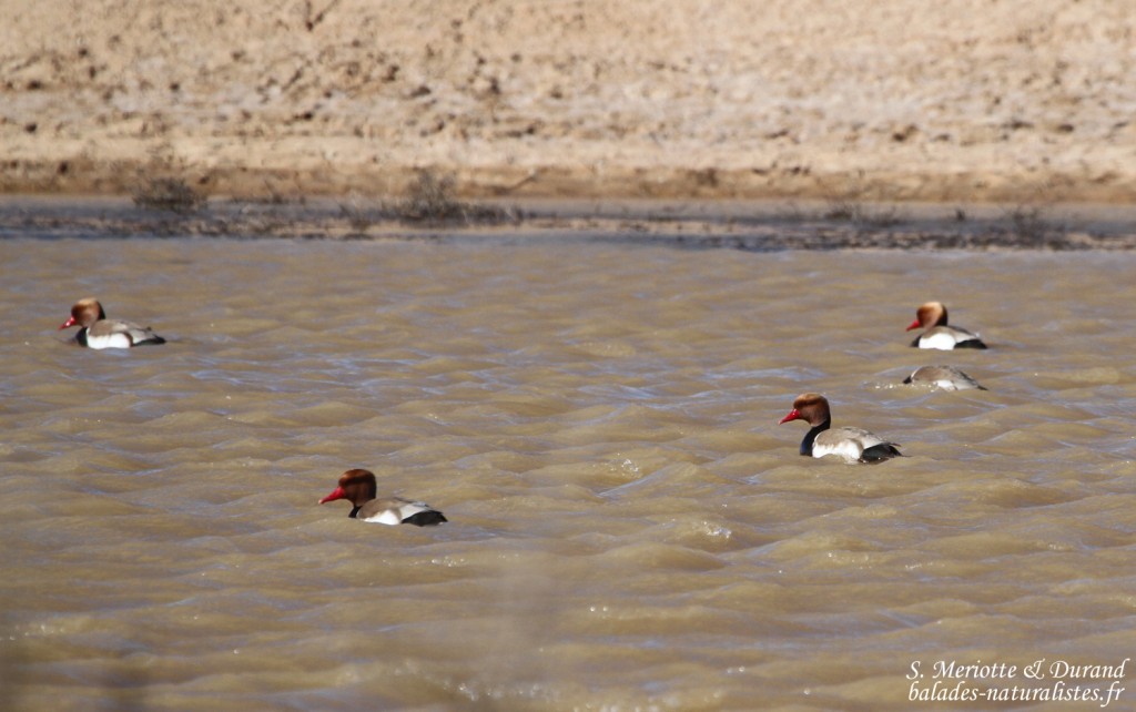 Nettes rousses - Los Monegros