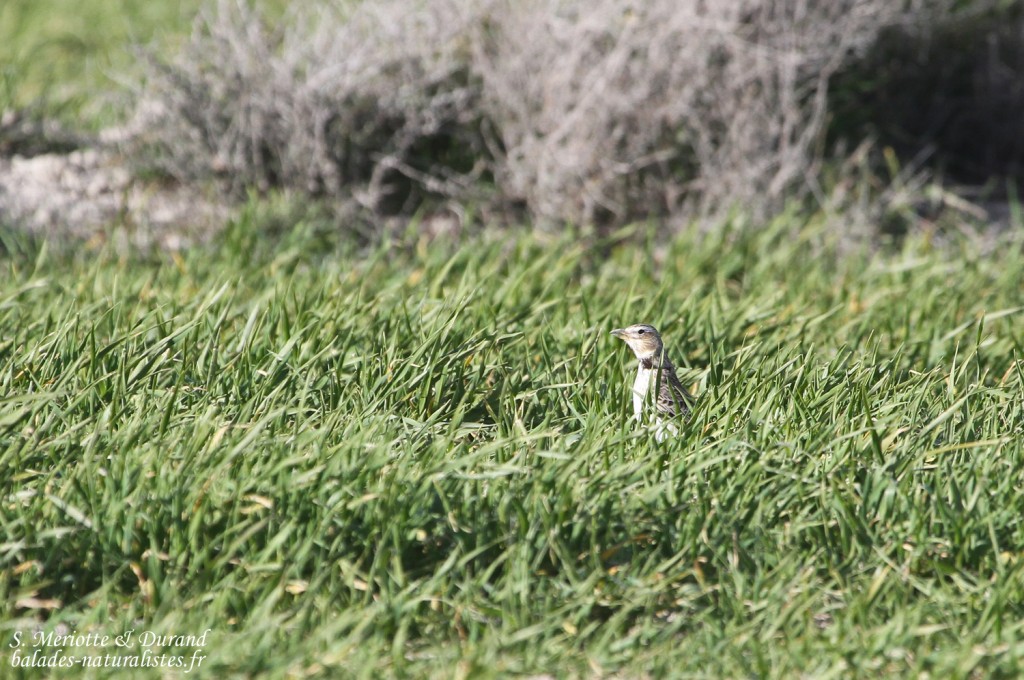 Alouette calandre - Los Monegros