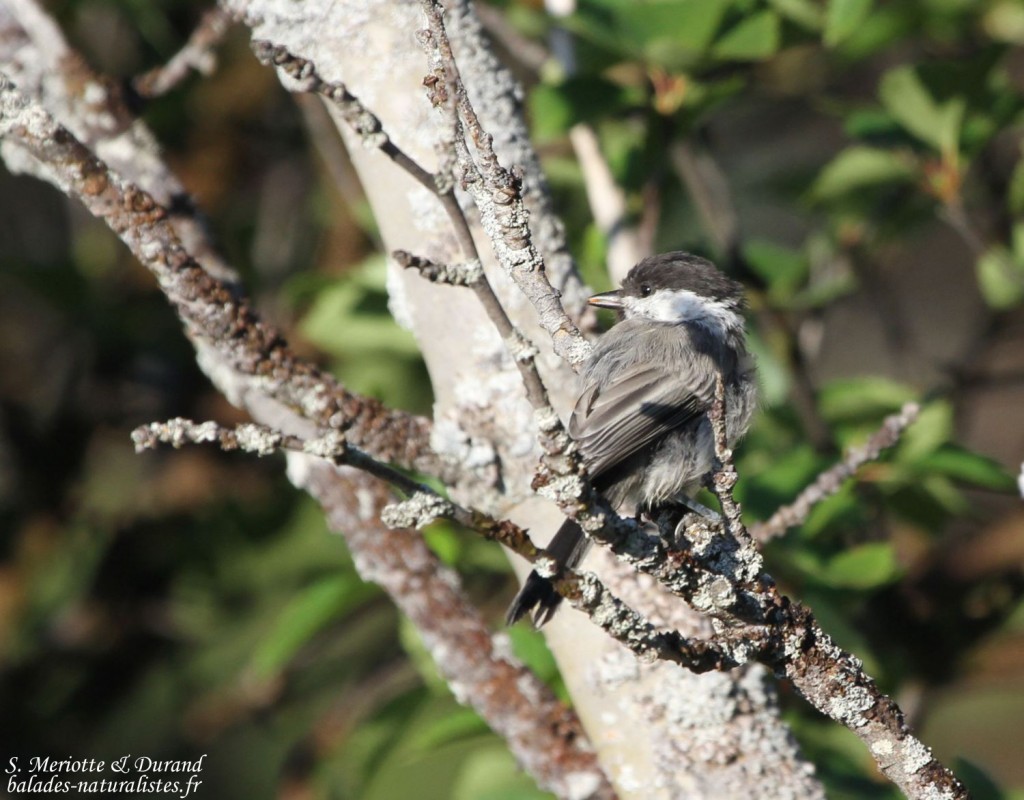 Mésange boréale (Norvège)