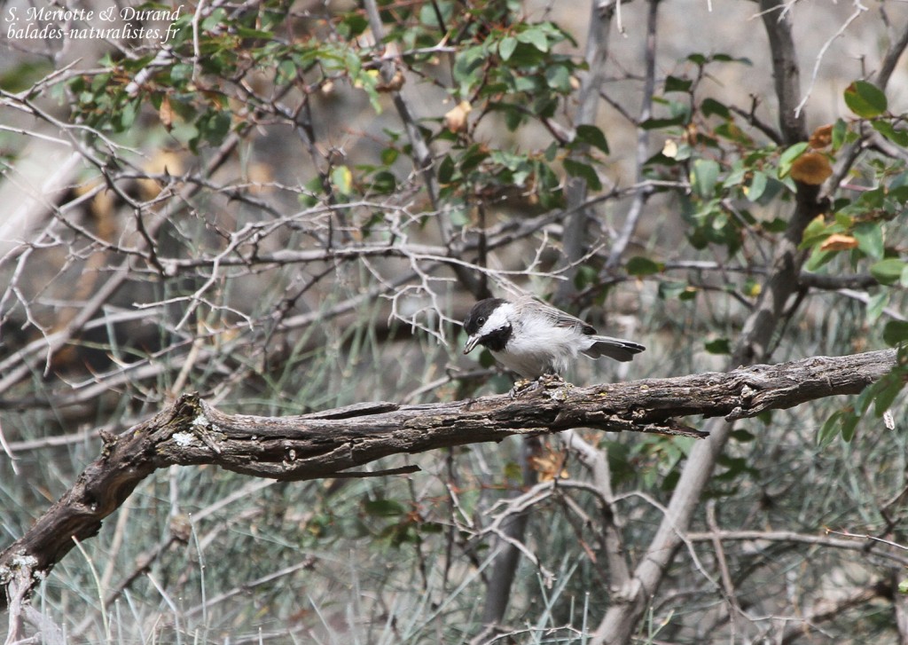 Mésange lugubre (Arménie)