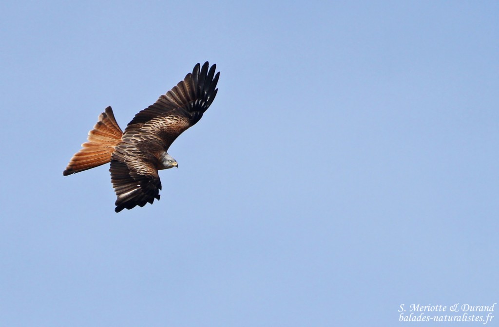 Milan royal - Sunyer