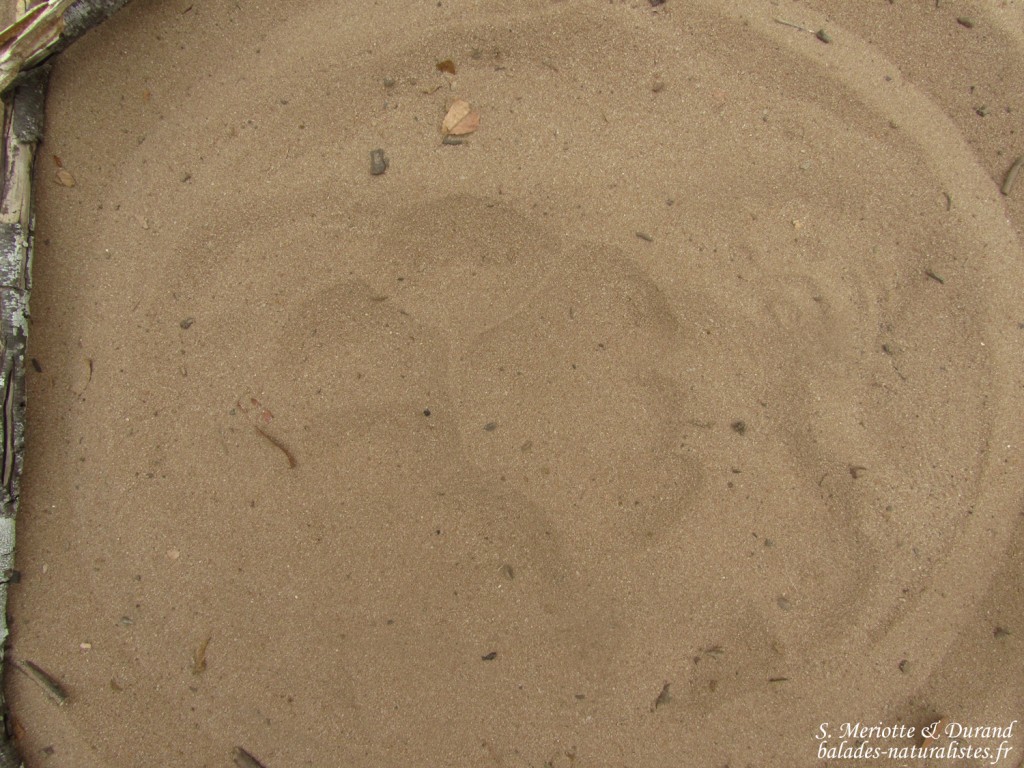 Trace de lion (Mkuze)