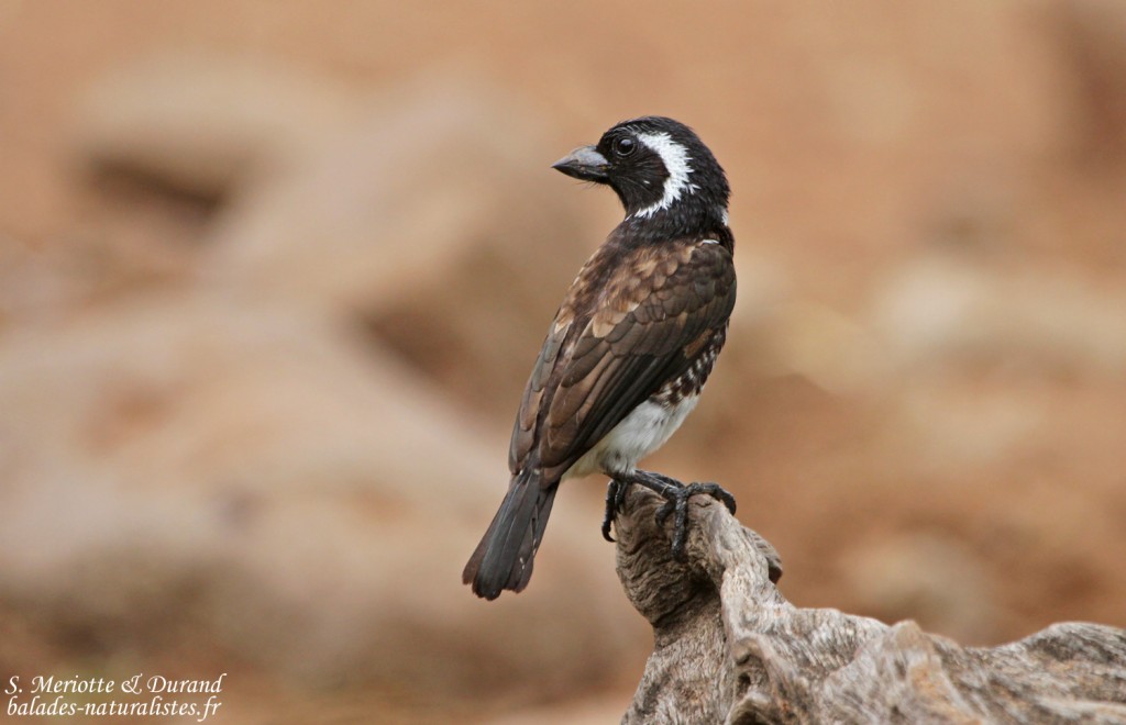 Barbican oreillard - White-eared Barbet (Mkuze)