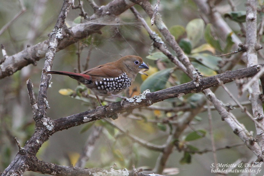 Sénégali de Verreaux - Pink-throated-twinspot (Mkuze)