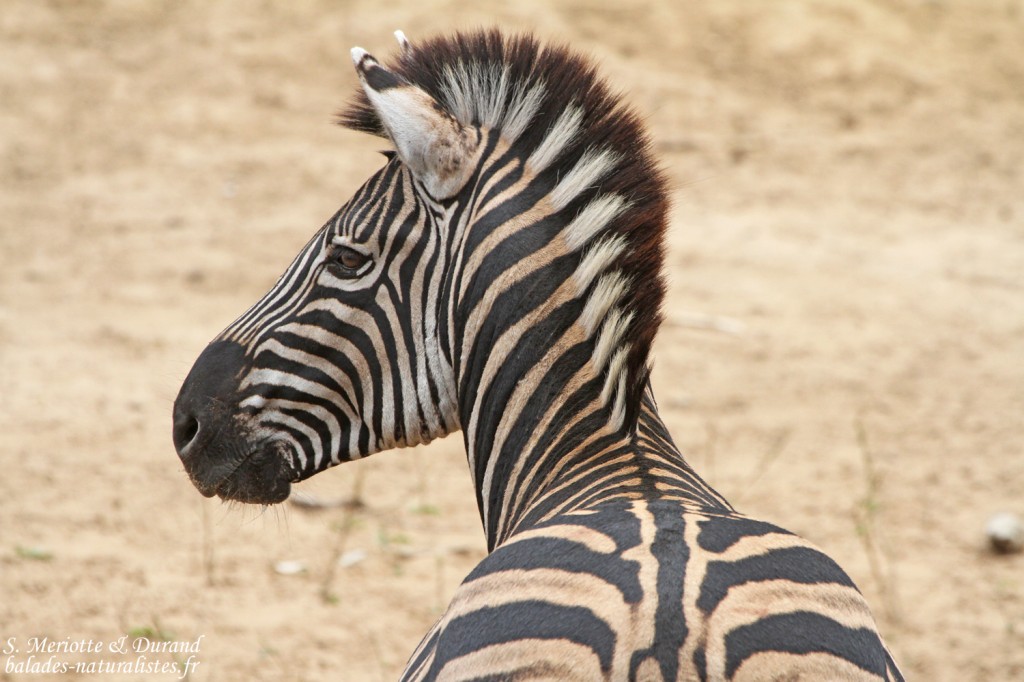 Zèbre des plaines (Mkuze)