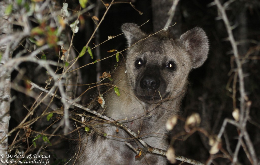Hyène tachetée (Mkuze)