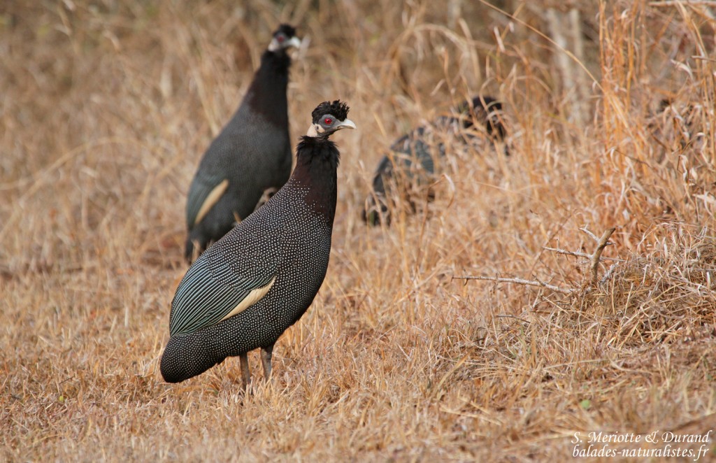 Pintade de Pucheran - Crested Guineafowl (Mkuze)