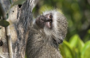 Vervet (Mtuzini)