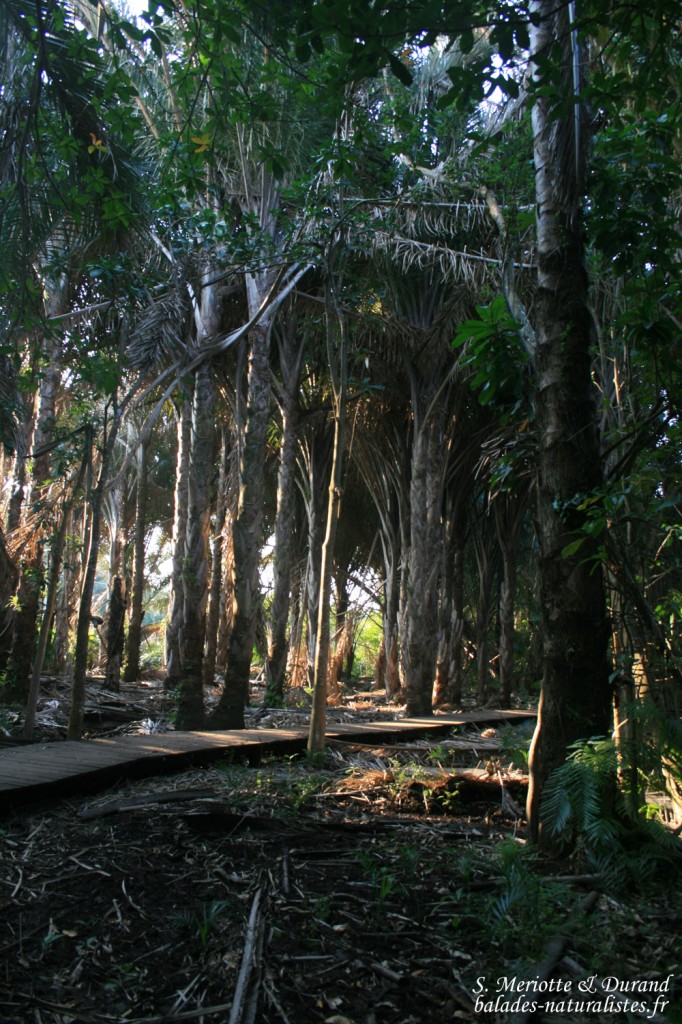 Mtuzini - Palm monument
