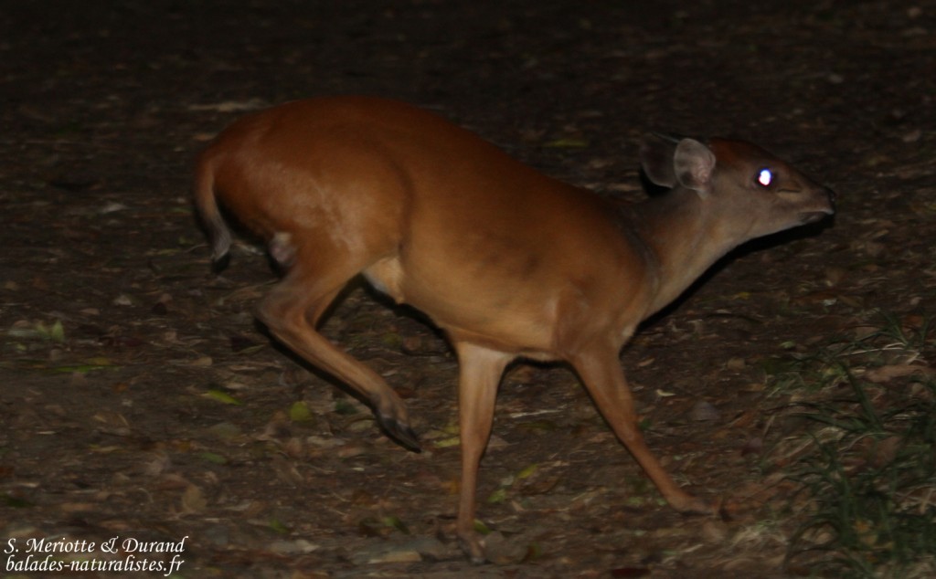 Céphalophe du Natal - red Duiker (Mtuzini)