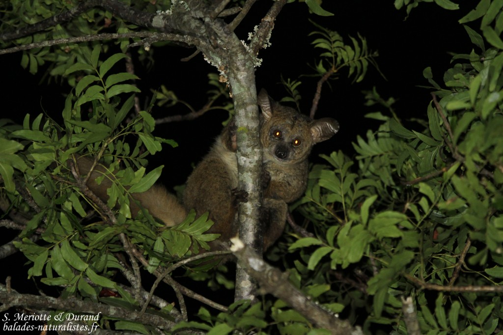Galago à queue touffue (Mtuzini)