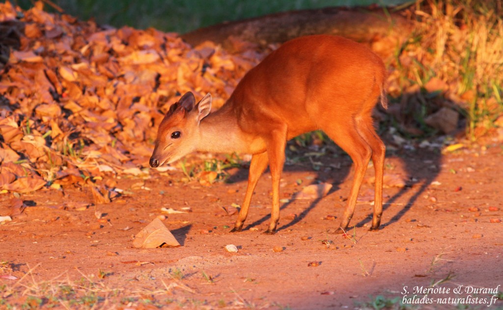 Céphalophe du Natal - red Duiker (Mtuzini)