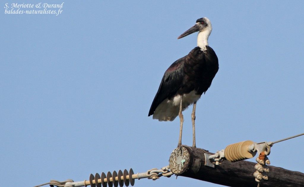 Cigogne épiscopale (Mtuzini)
