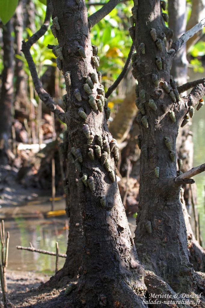 Coquillages (Mtuzini)