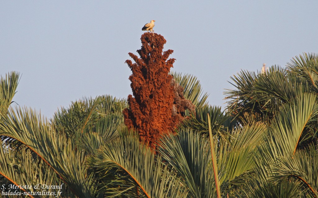 Vautour palmiste (Mtuzini)