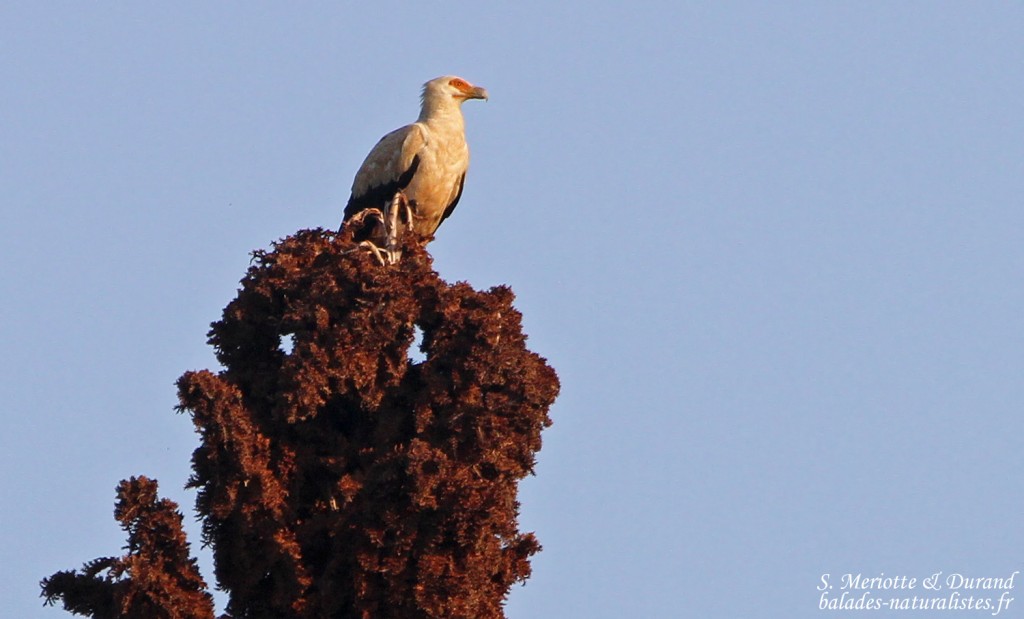 Vautour palmiste (Mtuzini)