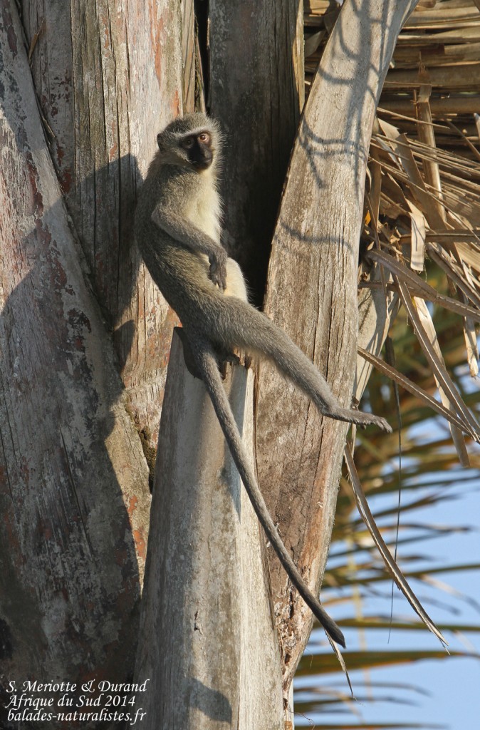 Vervet bleu (Mtuzini)
