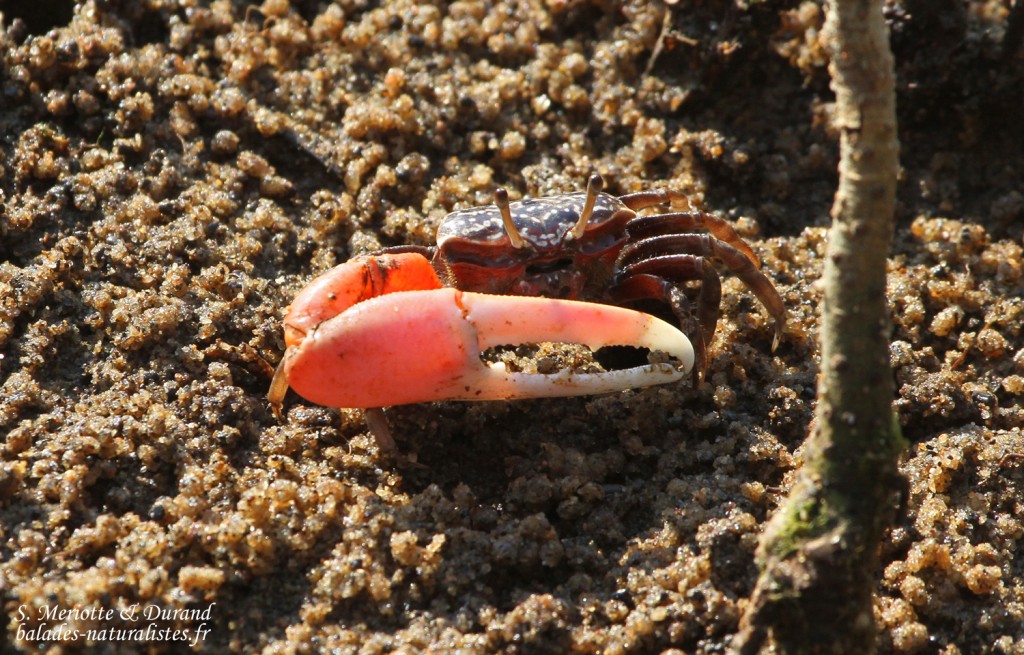 Crabe violoniste (Mtuzini)