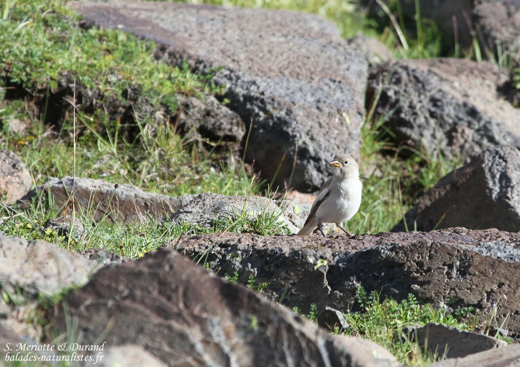 Niverolle alpine (Arménie)