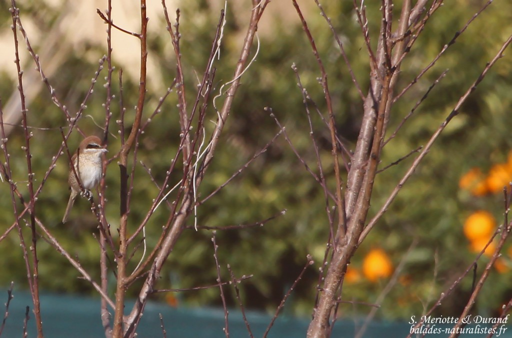 Pie-grièche brune - Deltebre