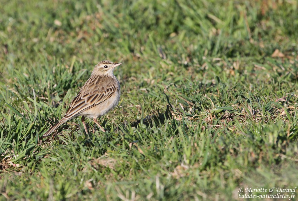 Pipit de Richard - Crau (13)