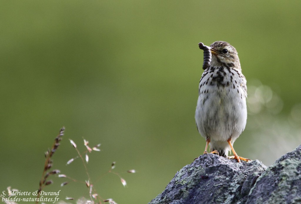 Pipit farlouse (Norvège)