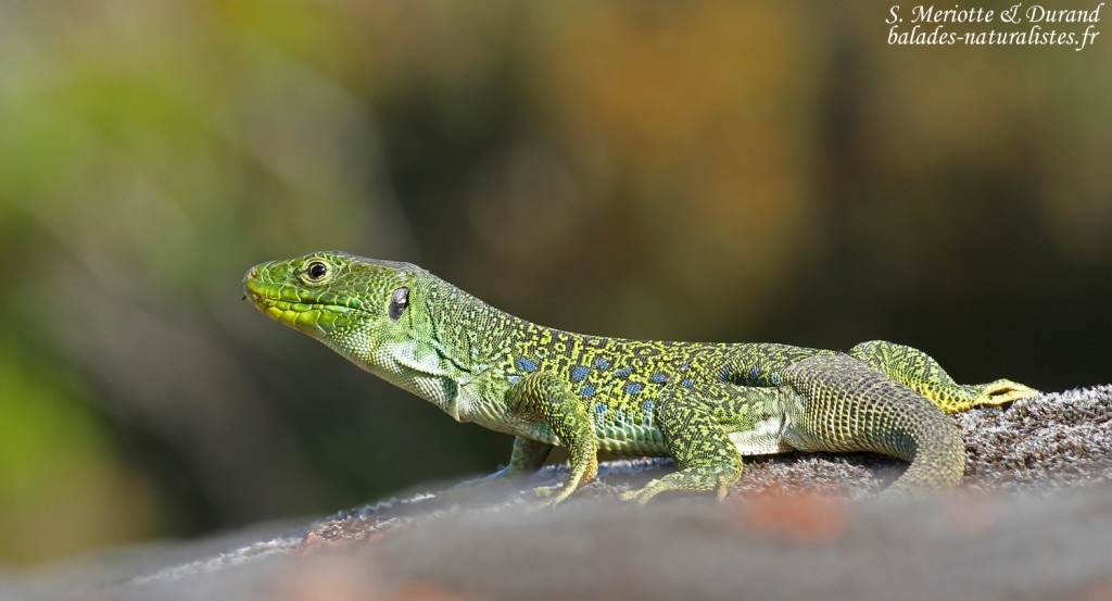 Lézard ocellé, Plaine des Maures (mai 2016)