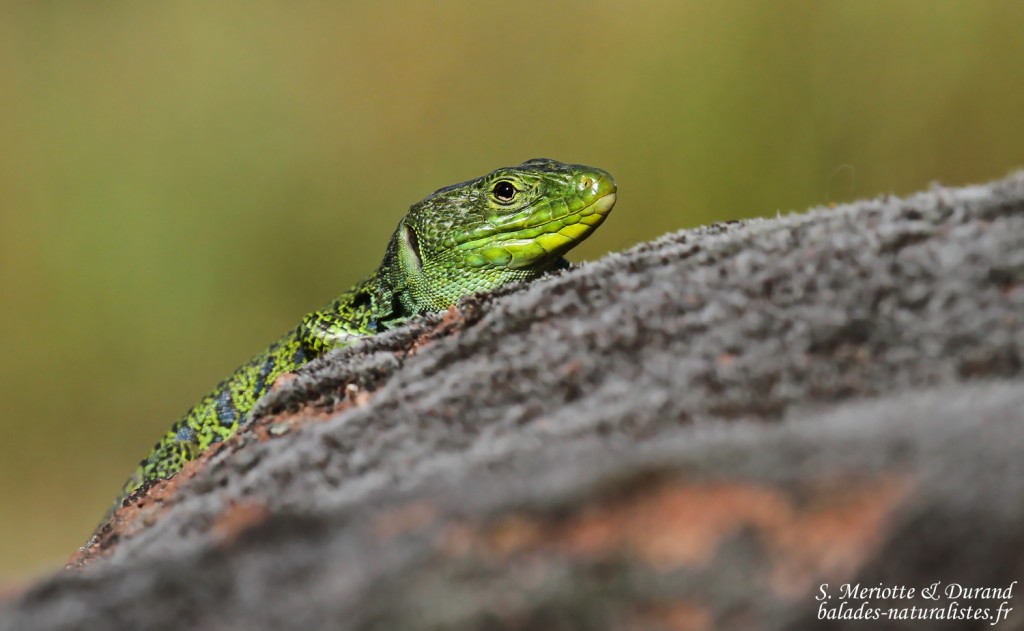 Lézard ocellé, Plaine des Maures (mai 2016)