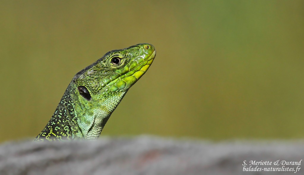 Lézard ocellé, Plaine des Maures (mai 2016)