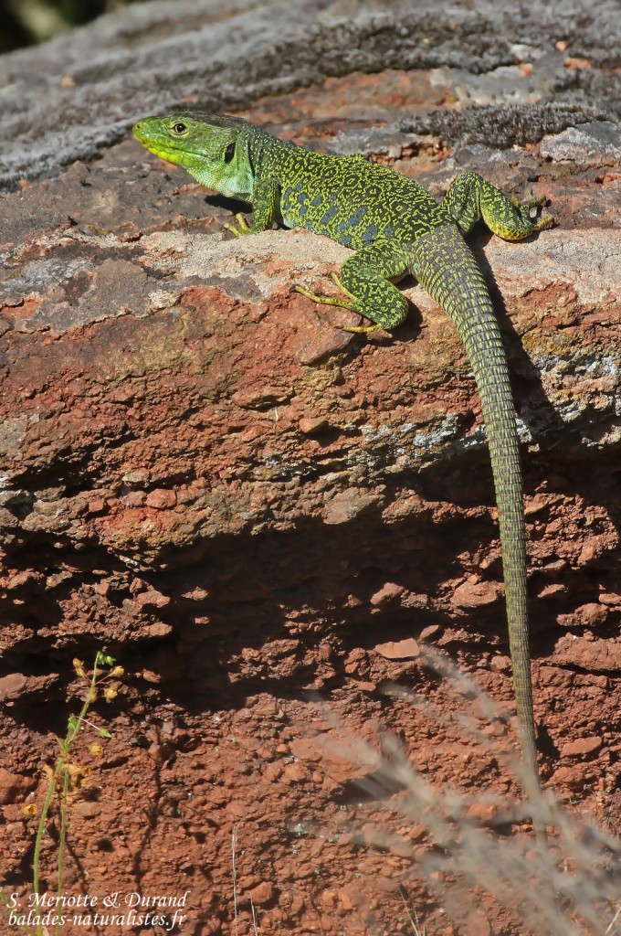 Lézard ocellé, Plaine des Maures (mai 2016)