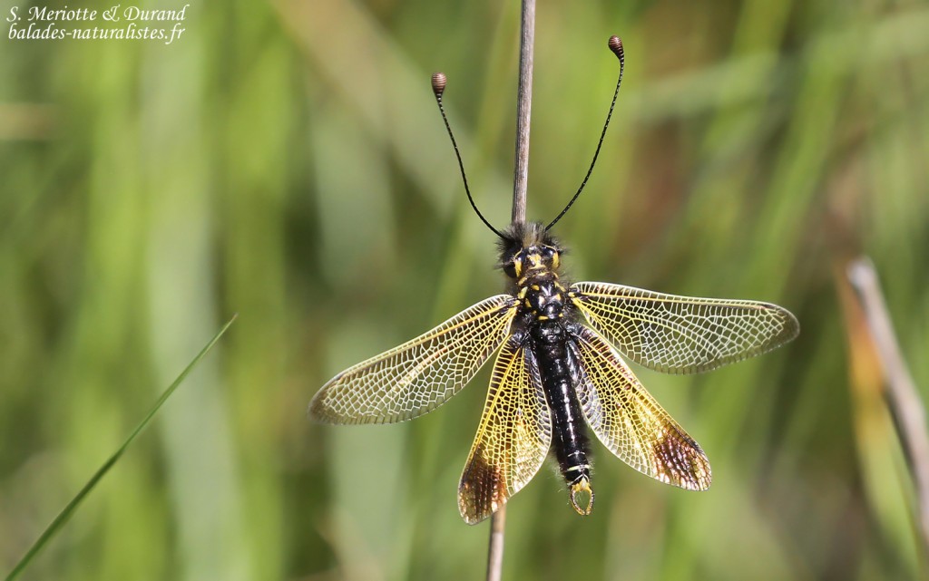Ascalaphe, Plaine des Maures (mai 2016)