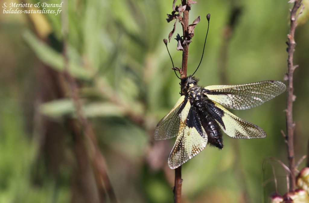Ascalaphe soufré, Libelloides coccajus, Plaine des Maures, mai 2016