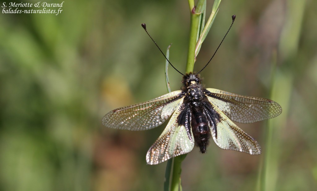 Ascalaphe soufré, Libelloides coccajus, Plaine des Maures, mai 2016