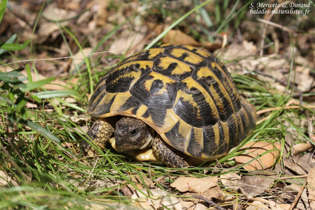 Tortue d'Hermann, Plaine des Maures (mai 2016)