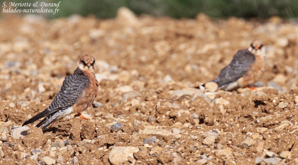 Faucon kobez, Plateau de Valensole, mai 2016