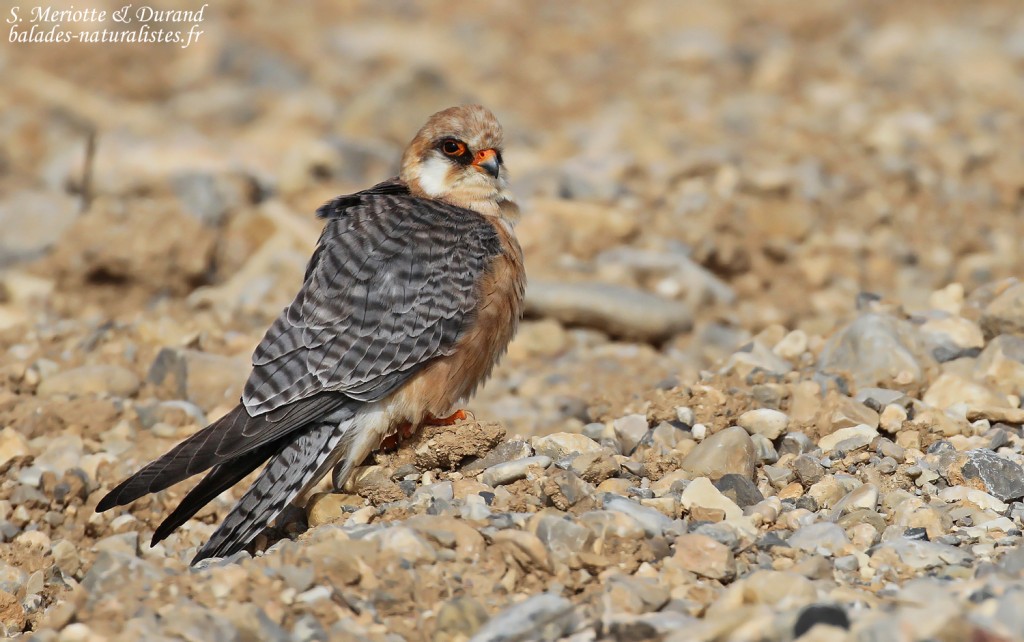Faucon kobez, Plateau de Valensole, mai 2016