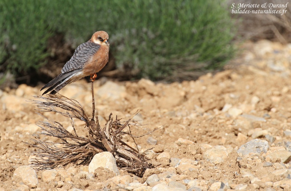 Faucon kobez, Plateau de Valensole, mai 2016
