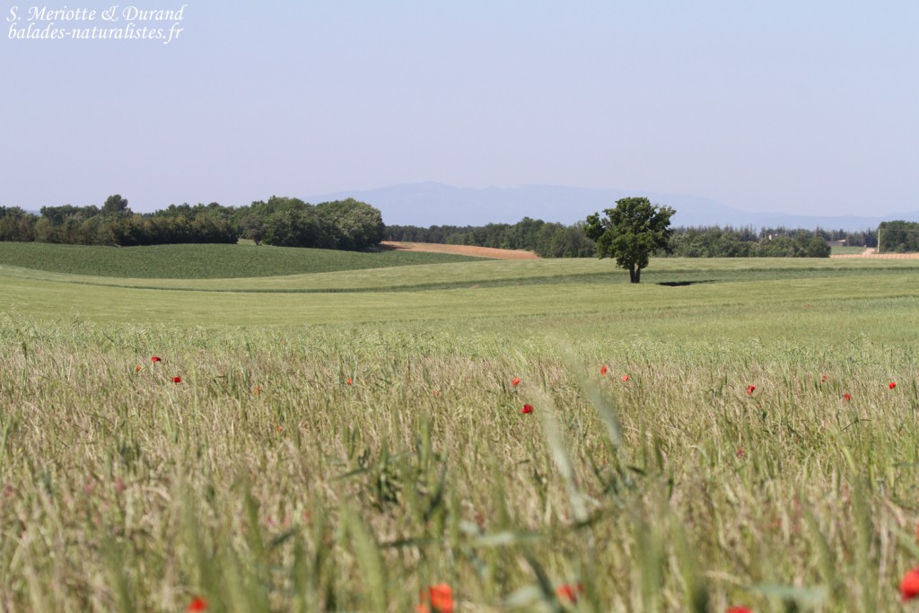 Plateau de Valensole, mai 2016