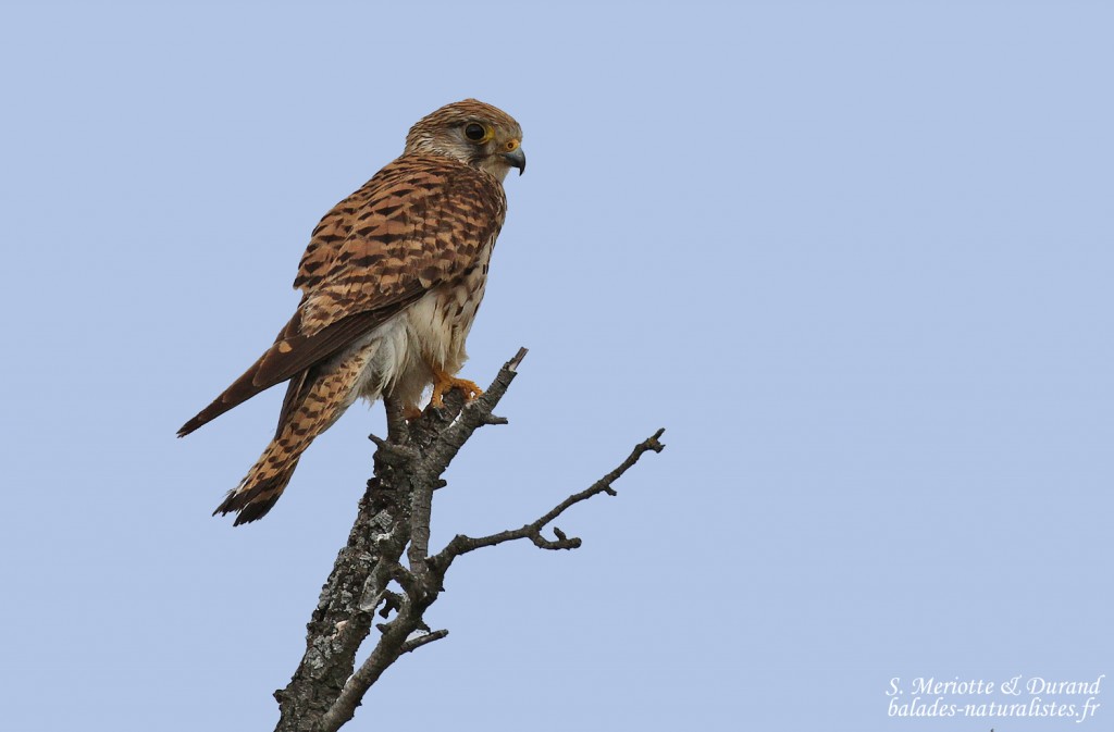Faucon crécerelle, Plateau de Valensole, mai 2016